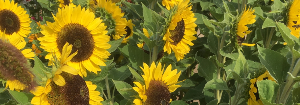 Sonnenblumen