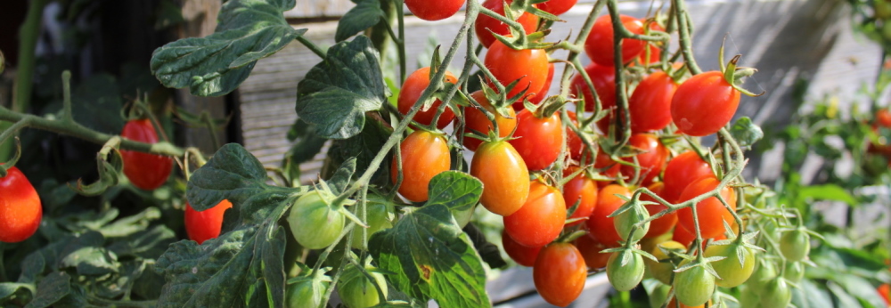10+ Samen Saatgut Cannibal's Tomato Menschenfressertomate Solanum uporo