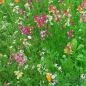 Preview: Blumenmischungen Bodendecker