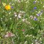 Preview: Blumenwiese Bordüre 1