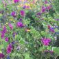 Preview: Blumenwiese Falterfreude 2