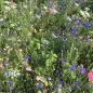 Preview: Blumenwiese Franziskus 1