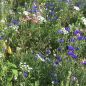 Preview: Blumenwiese Franziskus 2
