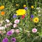 Preview: Blumenwiese Blühender Gartenzaun