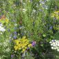 Preview: Blumenwiese Kontrast 1