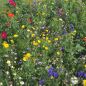 Preview: Blumenwiese Meissner Blütenfeuerwerk 1