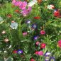 Preview: Blumenwiese Pastell 1
