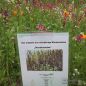 Preview: Staudenzauber Mehrjährige Blumenmischung