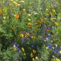 Preview: Blumenwiese Einjährige Blühmischung 1
