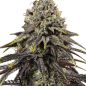 Preview: Dynamite Diesel Hanf Samen