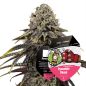 Preview: Dynamite Diesel Cannabis Saatgut
