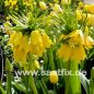 Preview: Fritillaria imperialis Lutea maxima 4