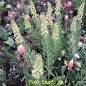 Preview: Fritillaria persica Ivory Bells