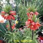Preview: Fritillaria imperialis Rubra 1