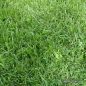 Preview: Gebrauchsrasen - Trockenlagen mit Festuca arundinacea
