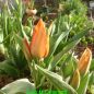 Preview: Greigii Tulpen Orange Toronto 3