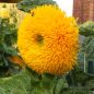 Preview: Helianthus annuus Hohe Sonnengold 2