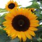 Preview: Helianthus annuus Sonja 2