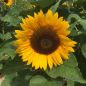 Preview: Helianthus annuus Sunrich Orange 1