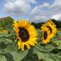 Preview: Helianthus annuus Sunrich Orange 3