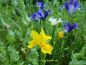 Preview: Iris hollandica Prachtmischung 2