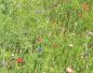 Preview: Blumenwiese LaFleur chrono 2