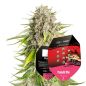 Preview: Punch Pie Cannabis Saatgut