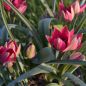 Preview: Miniaturtulpen Mischung Steingaraten 5