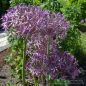Preview: Allium christophii