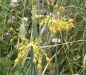 Preview: Allium flavum 1