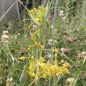 Preview: Allium flavum 2