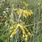 Preview: Allium flavum 3