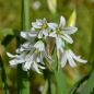 Preview: Allium triquetrum