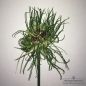 Preview: Allium vineale Hair 1