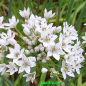 Preview: Allium tuberosum (Chinesischer Schnitt-Knoblauch)