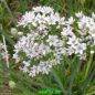 Preview: Allium tuberosum (Chinesischer Schnitt-Knoblauch)