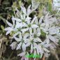 Preview: Allium tuberosum (Chinesischer Schnitt-Knoblauch)