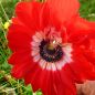Preview: Anemonen coronaria St. Brigid Mischung 2