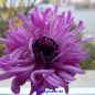 Preview: Anemonen coronaria St. Brigid Mischung 3