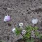 Preview: Anemonen blanda Pink Star