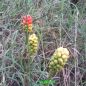 Preview: Arum Aronstab italicum 1