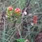 Preview: Arum Aronstab italicum 2