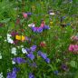Preview: Beringmeiers Beste Premium Blumenwiese Charme de Paris