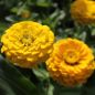 Preview: Zinnien Benarys Giant Gelb