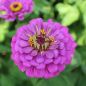 Preview: Zinnien Benarys Riesen Lilac