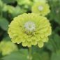 Preview: Zinnien Benarys Giant Lime