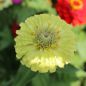 Preview: Zinnien Benarys Riesen Lime