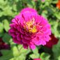 Preview: Zinnien Benarys Purple