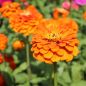 Preview: Zinnien Benarys Orange