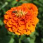 Preview: Zinnien Benarys Giant Orange